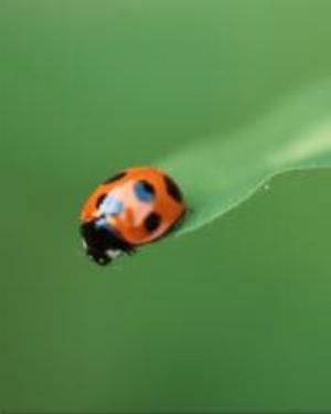 0002animal.jpg