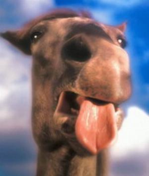 00101Animals.jpg