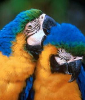 00181Animals.jpg
