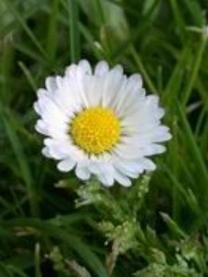 0017Flowers.jpg