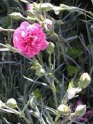 0024Flowers.jpg