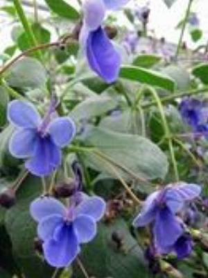 0026Flowers.jpg