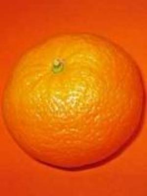 0018Fruits.jpg