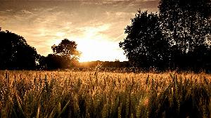 Wheat1.jpg