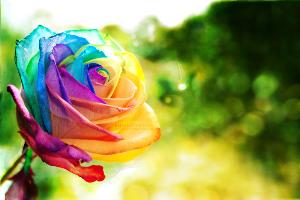 rainbow_rose_wallpaper_by_eliseenchanted-d3d37e5.jpg