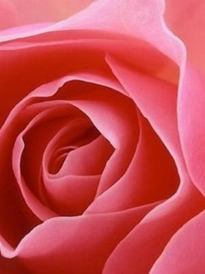 pink-petals.jpg
