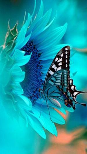 Butterfly-2-.jpg
